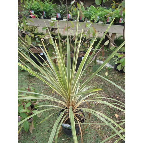 3148 - A Cordyline 