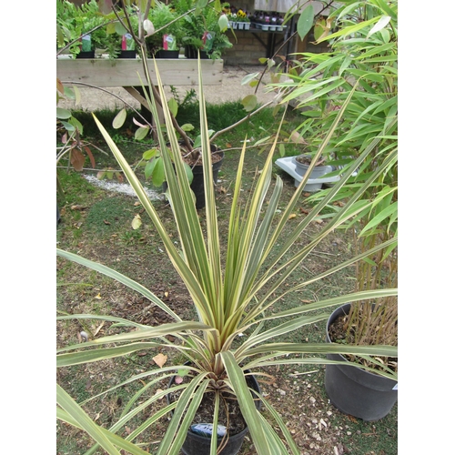 3149 - A Cordyline 