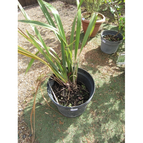 3177 - A green Phormium