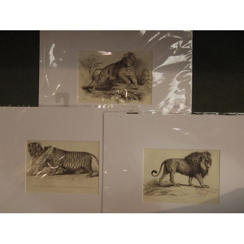 2152 - Three late Georgian prints of lion, tiger and cubs, in modern mounts, frame size 14