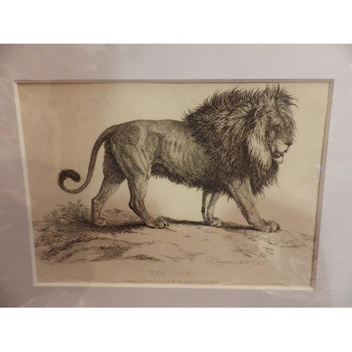 2152 - Three late Georgian prints of lion, tiger and cubs, in modern mounts, frame size 14