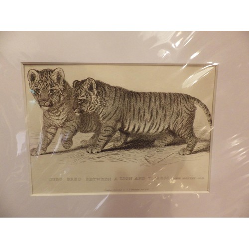 2152 - Three late Georgian prints of lion, tiger and cubs, in modern mounts, frame size 14