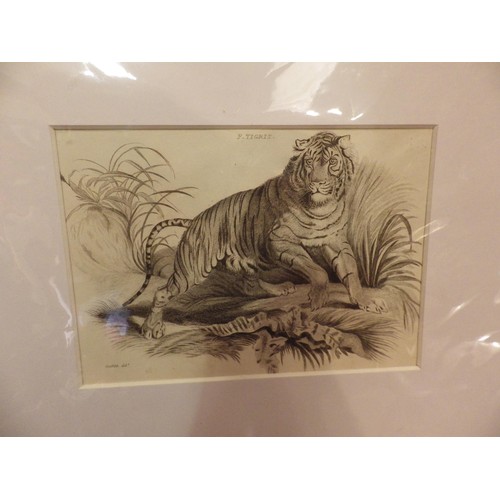 2152 - Three late Georgian prints of lion, tiger and cubs, in modern mounts, frame size 14