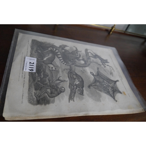 2250 - Four Georgian black and white prints of Otters and Lemurs