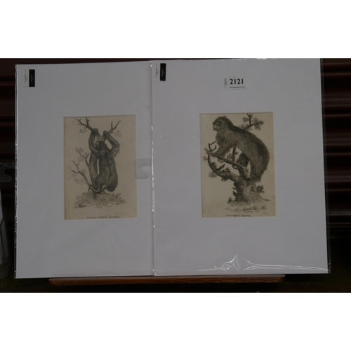 2121 - A pair of Georgian mounted prints of two and three sloths