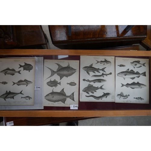 2246 - Four Georgian black and white fish prints- Itchyology