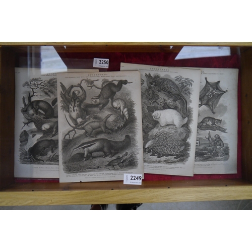 2250 - Four Georgian black and white prints of Otters and Lemurs