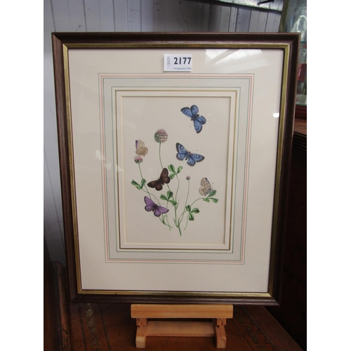 2177 - A pair of 19th Century hand coloured butterfly and catterpillar prints