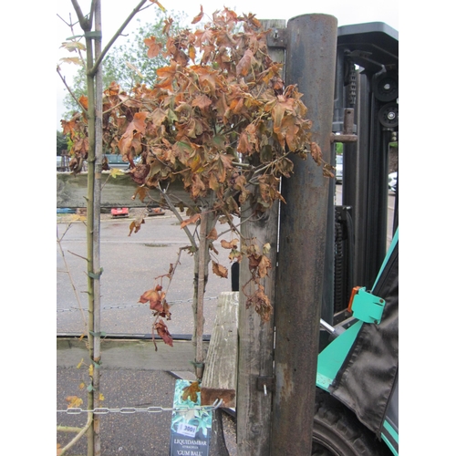 3001 - A standard Liquidambar (Gumball)