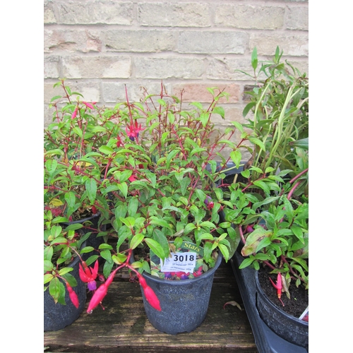 3018 - 3 hardy Fuchsia 