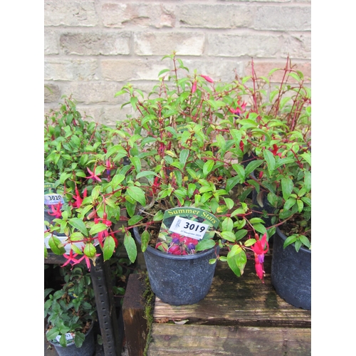 3019 - 3 hardy Fuchsia 