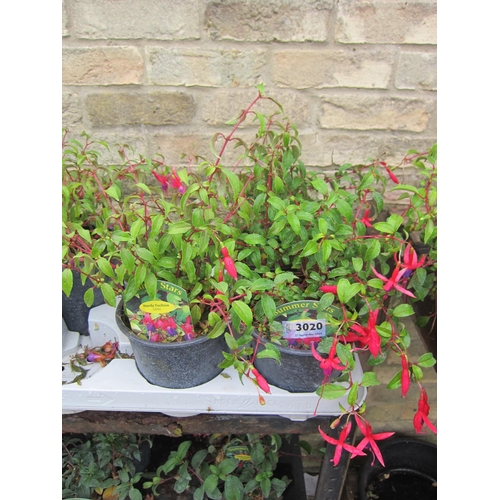 3020 - 3 hardy Fuchsia 