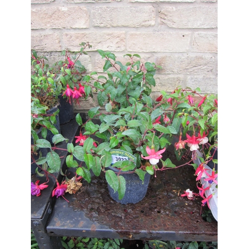 3022 - 3 hardy Fuchsia 