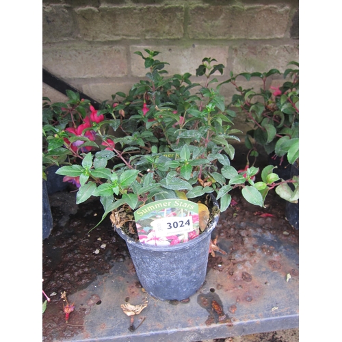 3024 - 3 hardy Fuchsia 