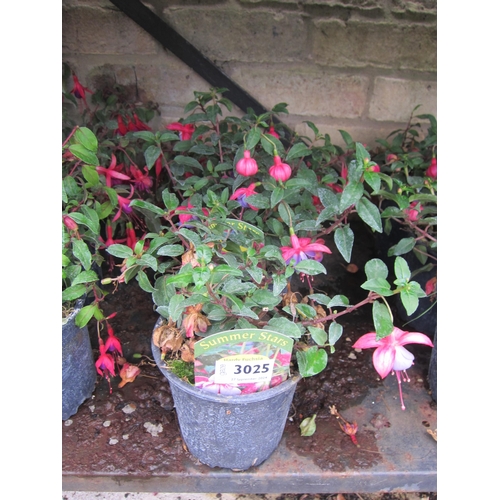 3025 - 3 hardy Fuchsia 