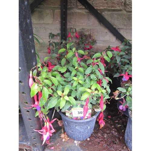 3026 - 3 mixed hardy Fuchsia