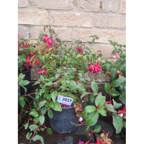 3027 - 3 mixed hardy Fuchsia