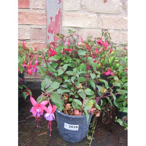 3028 - 3 mixed hardy Fuchsia