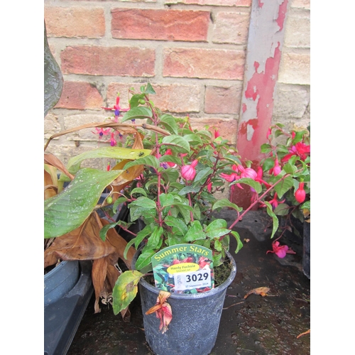 3029 - 3 mixed hardy Fuchsia