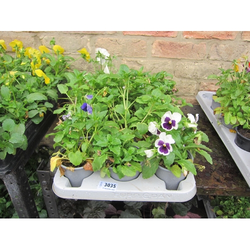 3035 - 12 Pansy pots