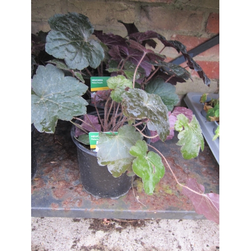 3037 - 3 Heuchera 