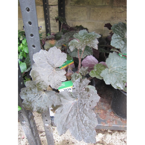 3038 - 3 Heuchera 