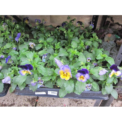 3041 - 36 Pansy 