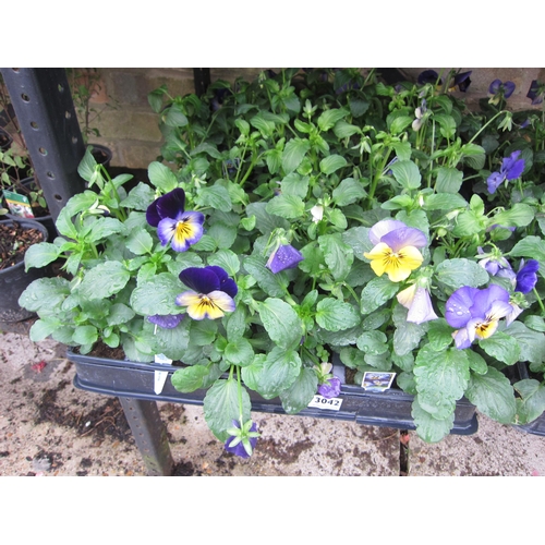 3042 - 36 Pansy 