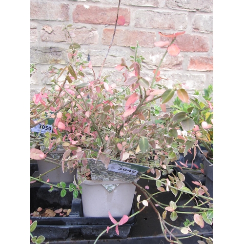 3049 - A Euonymus 