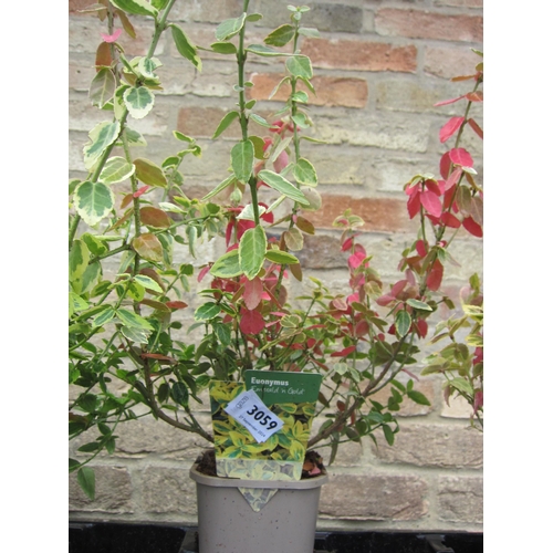 3059 - A Euonymus 