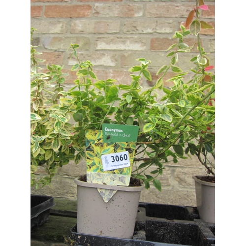 3060 - A Euonymus 