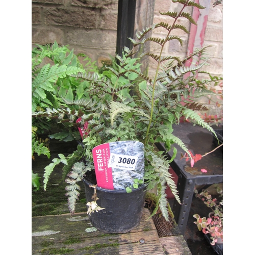 3080 - 3 mixed Ferns