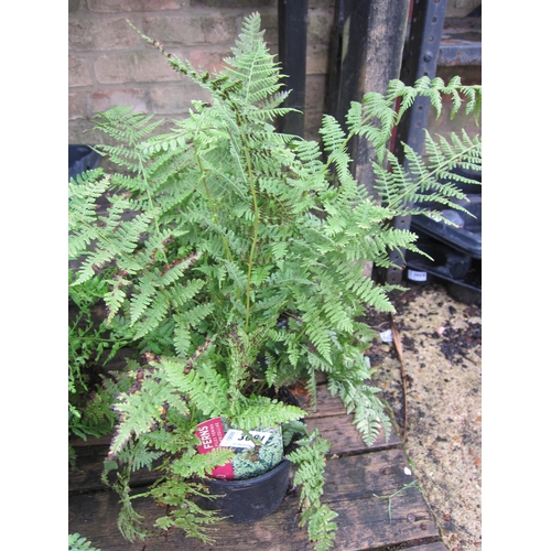 3081 - 3 mixed Ferns