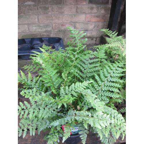 3082 - 3 mixed Ferns