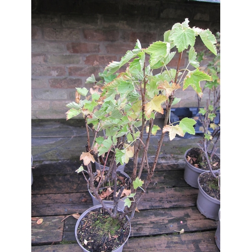 3084 - 3 Redcurrant