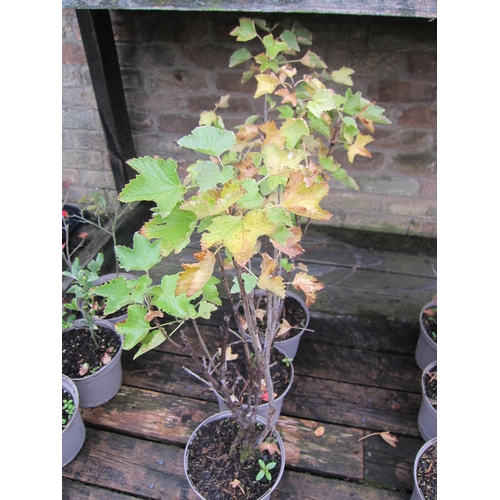 3085 - 3 Redcurrant