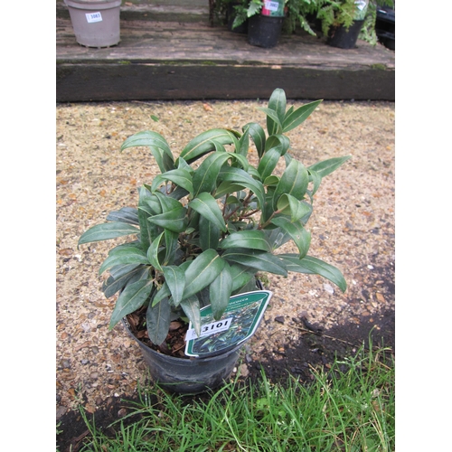 3101 - A Sarcococca