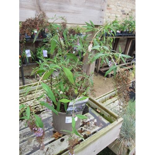 3121 - A Buddleja 