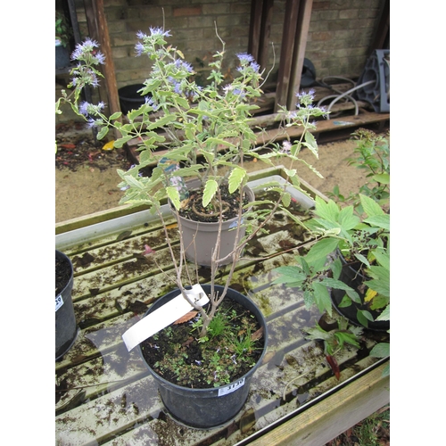 3130 - A Caryopteris 