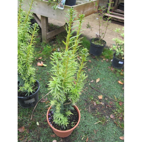 3135 - A Taxus (Irish Yew)