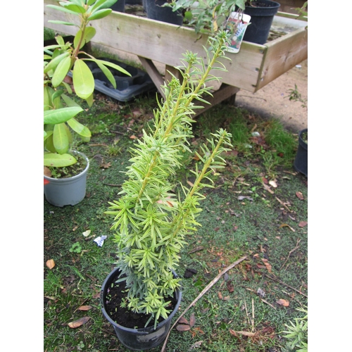 3136 - A Taxus (Irish Yew)