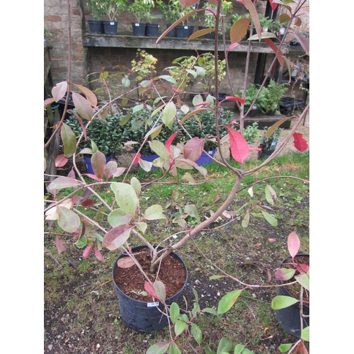 3156 - A Photinia 