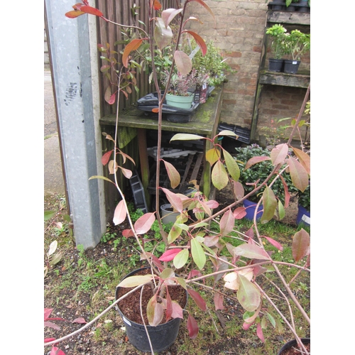 3157 - A Photinia 