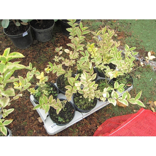 3171 - 8 variegated Privet