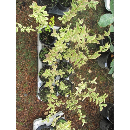 3172 - 8 variegated Privet