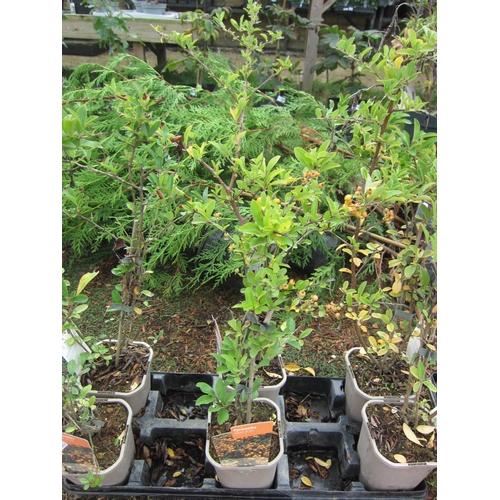 3184 - 2 Pyracantha