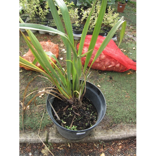 3208 - A green Phormium