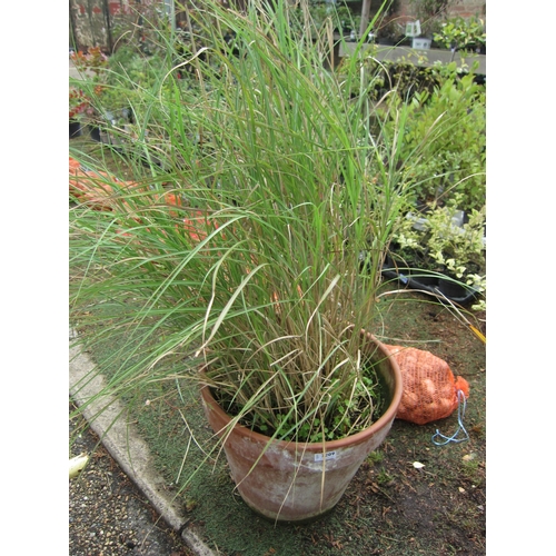 3209 - A Miscanthus Grass in terracotta pot