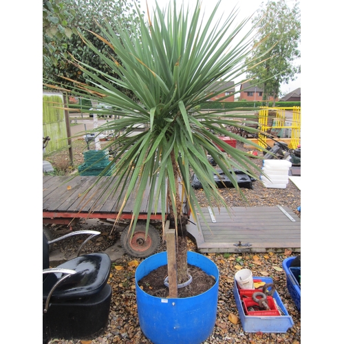 3323 - A potted Yucca