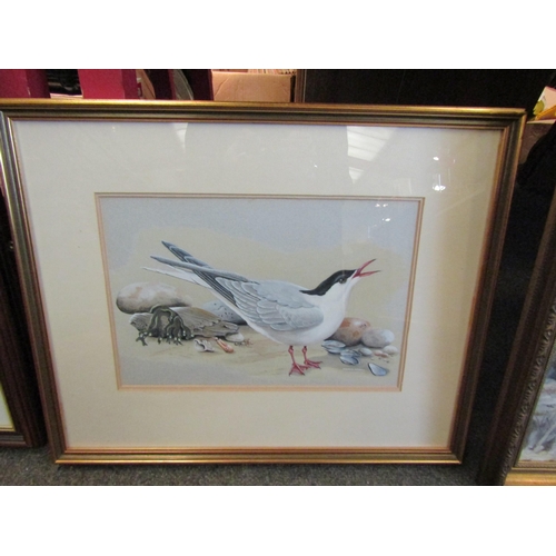 1049 - MAURICE OVERALL (Essex artist): A watercolour of Common Tern by seashells, signed lower right, frame... 